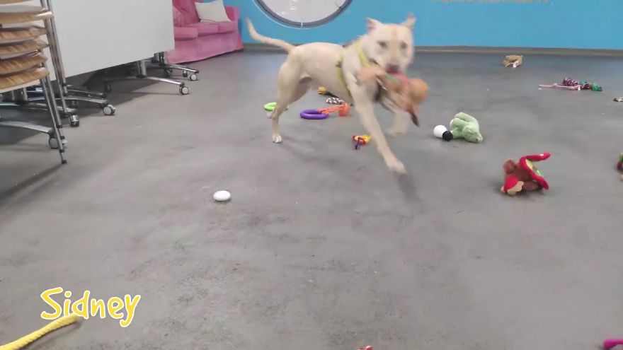 35 Dogs Were Allowed To Pick Their Own Christmas Gifts At Animal Shelter, And Here's What Happened 35 Dogs Were Allowed To Pick Their Own Christmas Gifts At Animal Shelter, And Here's What Happened