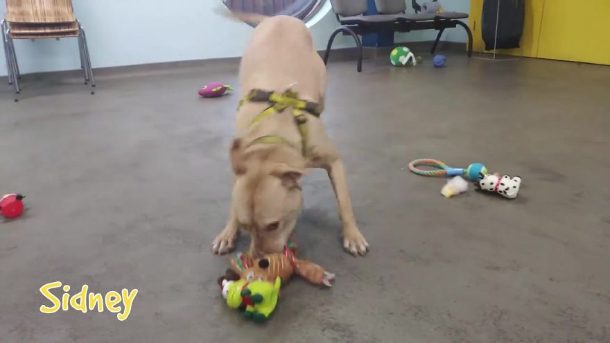 35 Dogs Were Allowed To Pick Their Own Christmas Gifts At Animal Shelter, And Here's What Happened 35 Dogs Were Allowed To Pick Their Own Christmas Gifts At Animal Shelter, And Here's What Happened