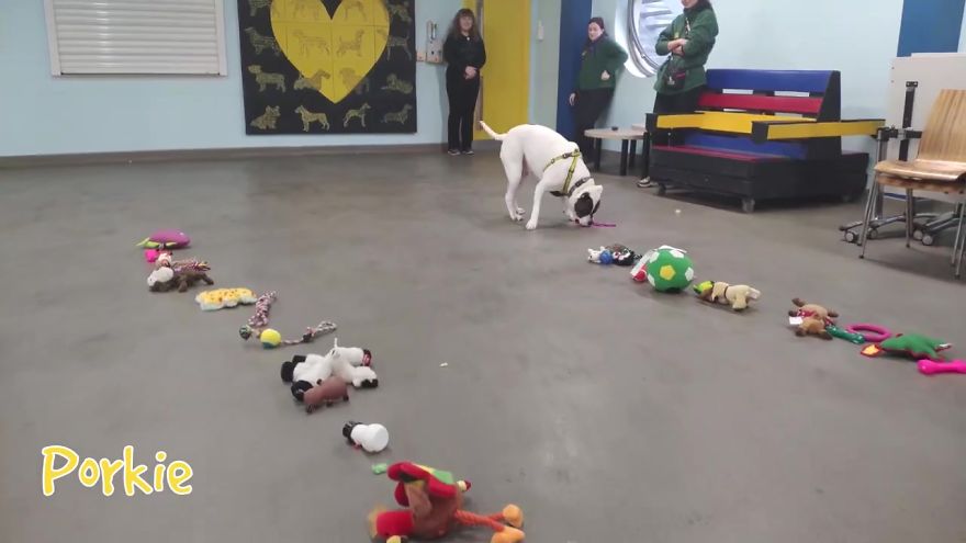 35 Dogs Were Allowed To Pick Their Own Christmas Gifts At Animal Shelter, And Here's What Happened 35 Dogs Were Allowed To Pick Their Own Christmas Gifts At Animal Shelter, And Here's What Happened