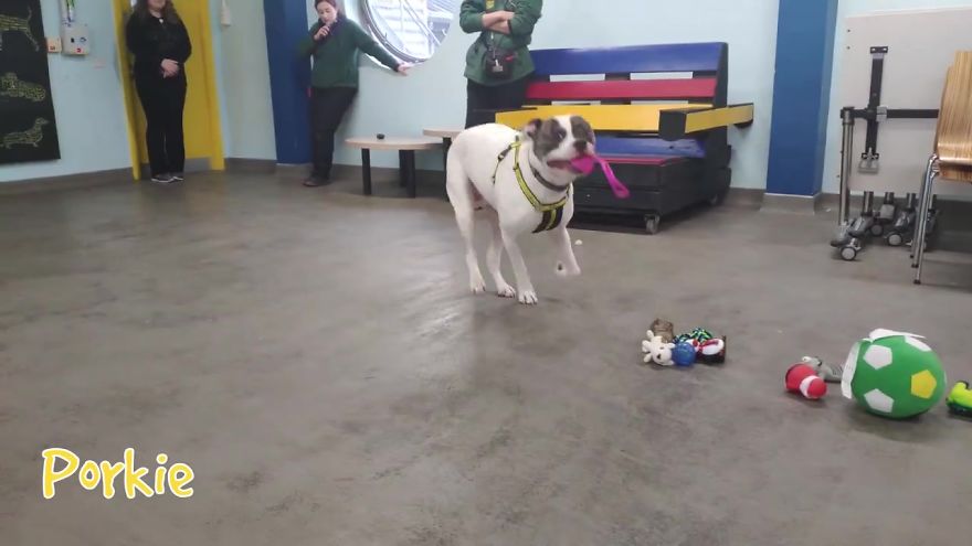 35 Dogs Were Allowed To Pick Their Own Christmas Gifts At Animal Shelter, And Here's What Happened 35 Dogs Were Allowed To Pick Their Own Christmas Gifts At Animal Shelter, And Here's What Happened