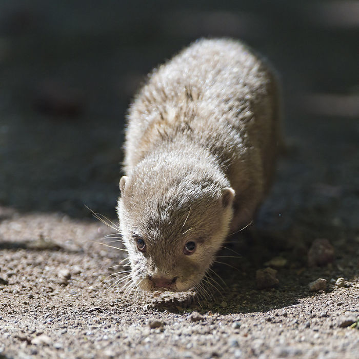Cute-Baby-Sea-Otters