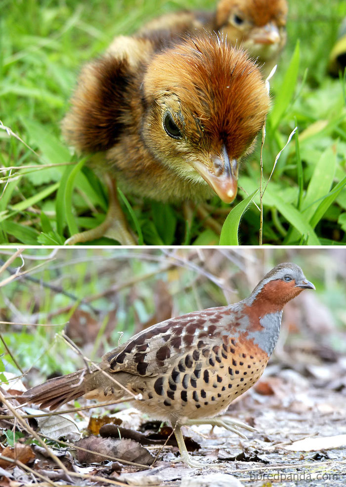 Chinese Bamboo Partridge