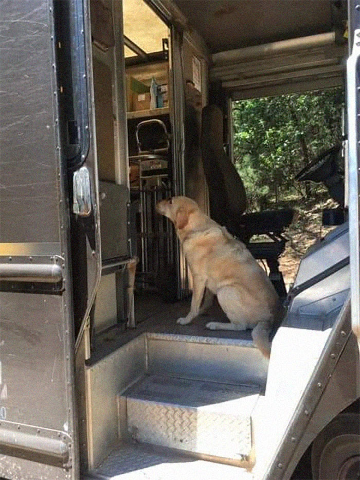 UPS-Drivers-Meets-Animals-Dogs