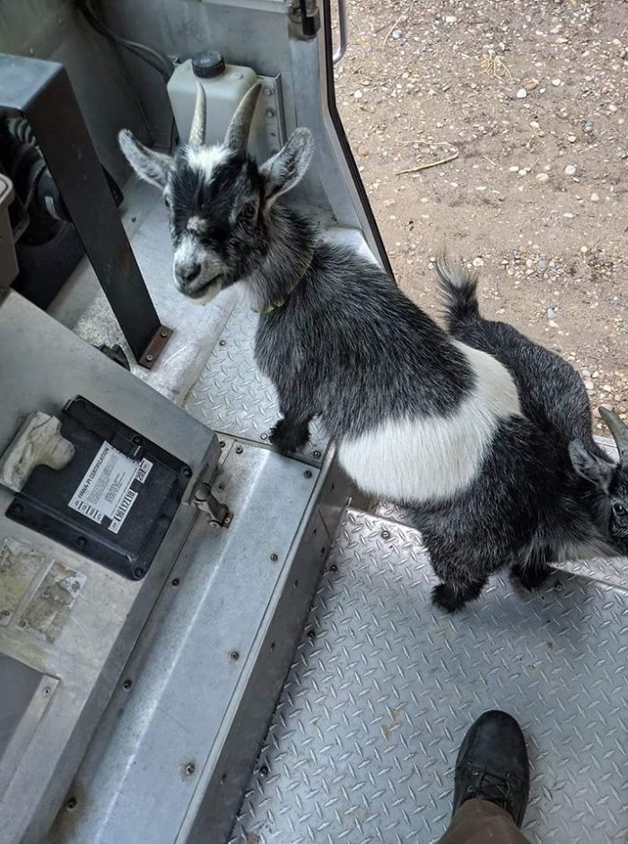 UPS-Drivers-Meets-Animals-Dogs