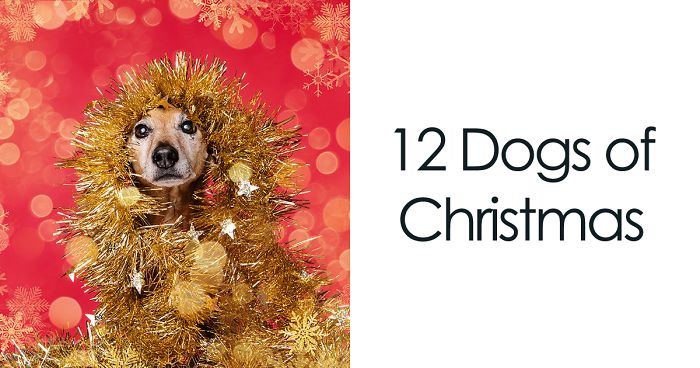 I Did A Photoshoot Called ’12 Dogs Of Christmas’ To Get Into The Holiday Spirit