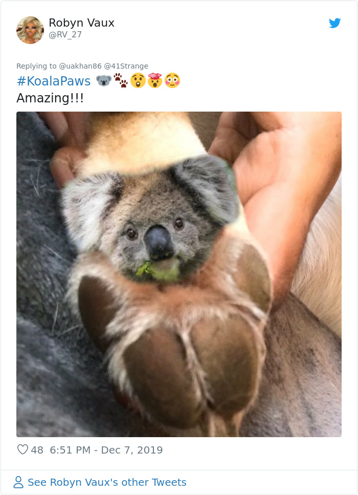 Someone Points Out That Dog Paws Look Like Koalas And Everyone Shares Pics Someone Points Out That Dog Paws Look Like Koalas And Everyone Shares Pics