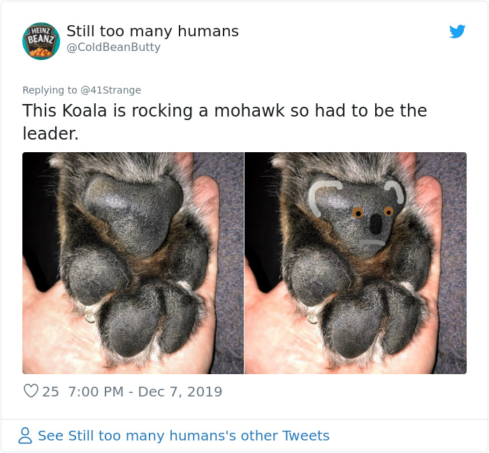 Someone Points Out That Dog Paws Look Like Koalas And Everyone Shares Pics Someone Points Out That Dog Paws Look Like Koalas And Everyone Shares Pics
