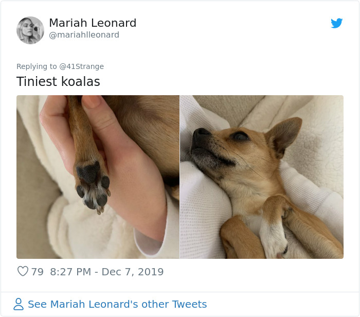 Someone Points Out That Dog Paws Look Like Koalas And Everyone Shares Pics Someone Points Out That Dog Paws Look Like Koalas And Everyone Shares Pics