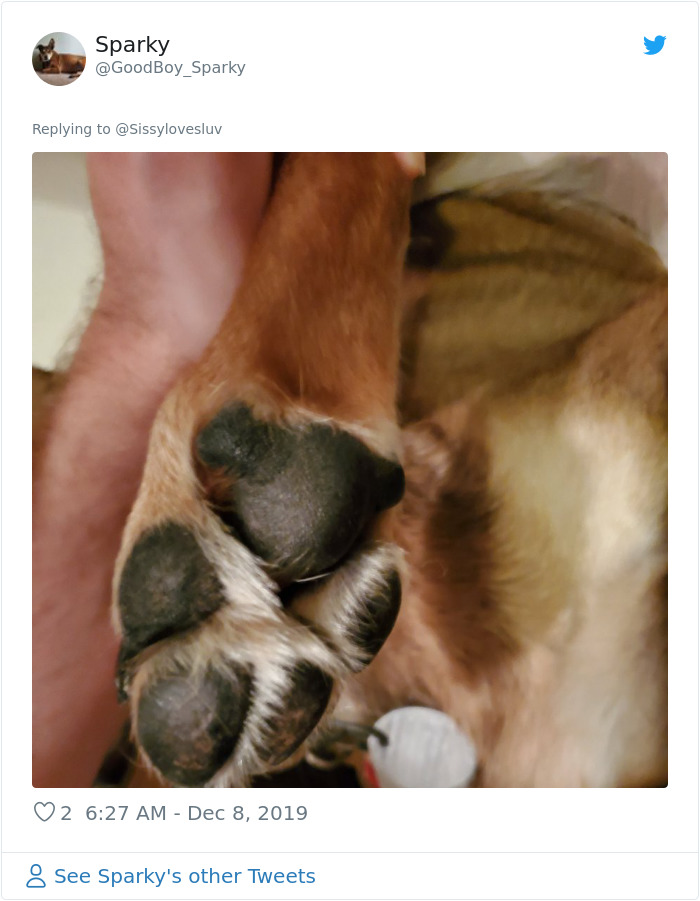 Someone Points Out That Dog Paws Look Like Koalas And Everyone Shares Pics Someone Points Out That Dog Paws Look Like Koalas And Everyone Shares Pics