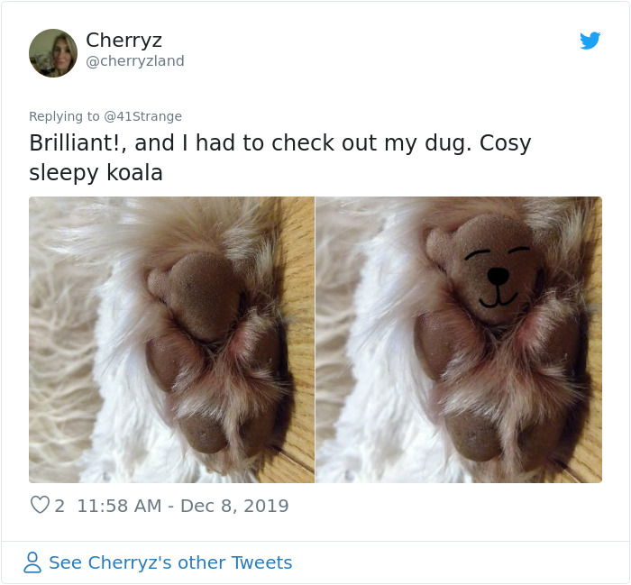 Someone Points Out That Dog Paws Look Like Koalas And Everyone Shares Pics Someone Points Out That Dog Paws Look Like Koalas And Everyone Shares Pics