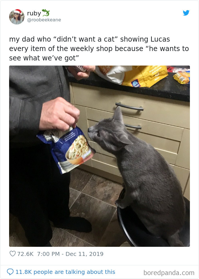 Parents-Didnt-Want-Cat-Now-Loves-Them