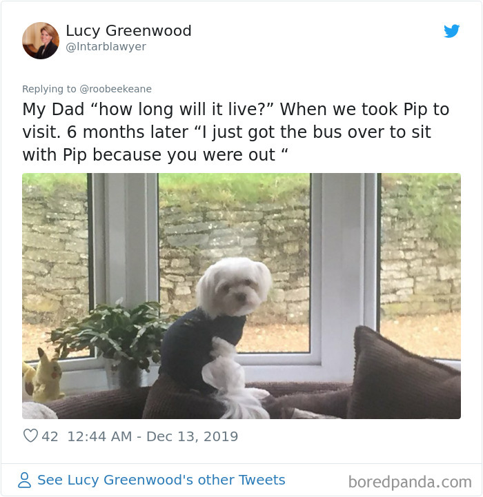 Parents-Didnt-Want-Cat-Now-Loves-Them