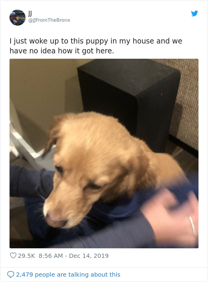 Guy Accidentally Leaves His Front Door Open, Gets 'Chosen' By A Stray Dog Who Walked In At Night