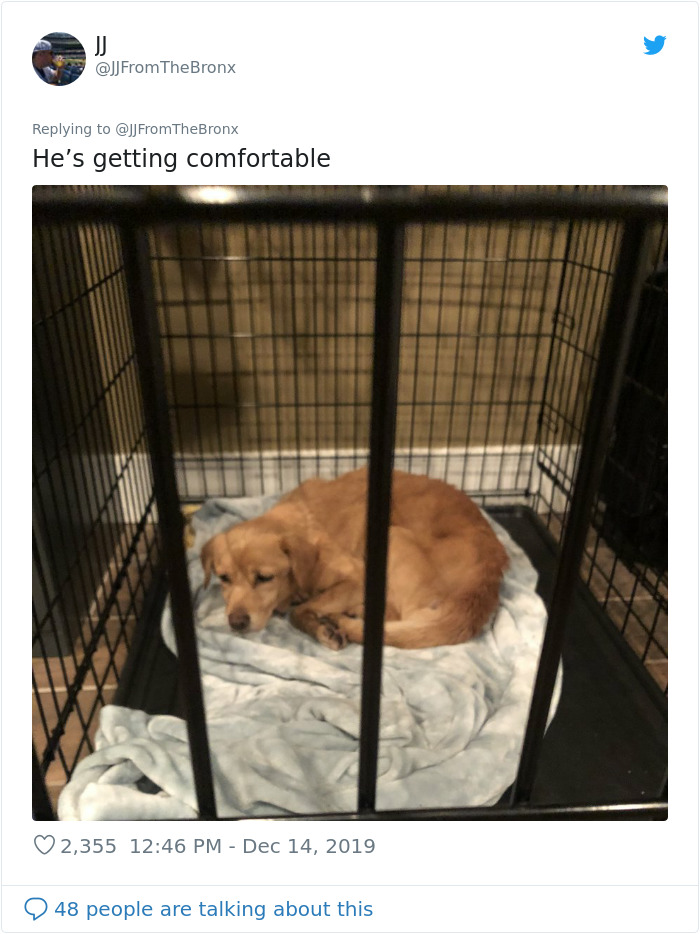 Guy Accidentally Leaves His Front Door Open, Gets 'Chosen' By A Stray Dog Who Walked In At Night Guy Accidentally Leaves His Front Door Open, Gets 'Chosen' By A Stray Dog Who Walked In At Night