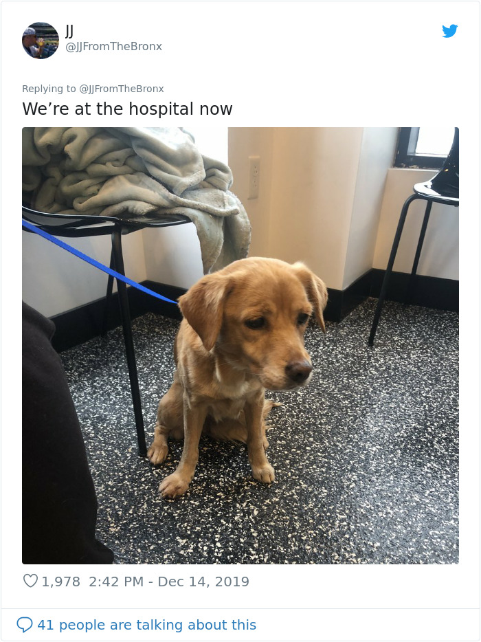 Guy Accidentally Leaves His Front Door Open, Gets 'Chosen' By A Stray Dog Who Walked In At Night Guy Accidentally Leaves His Front Door Open, Gets 'Chosen' By A Stray Dog Who Walked In At Night