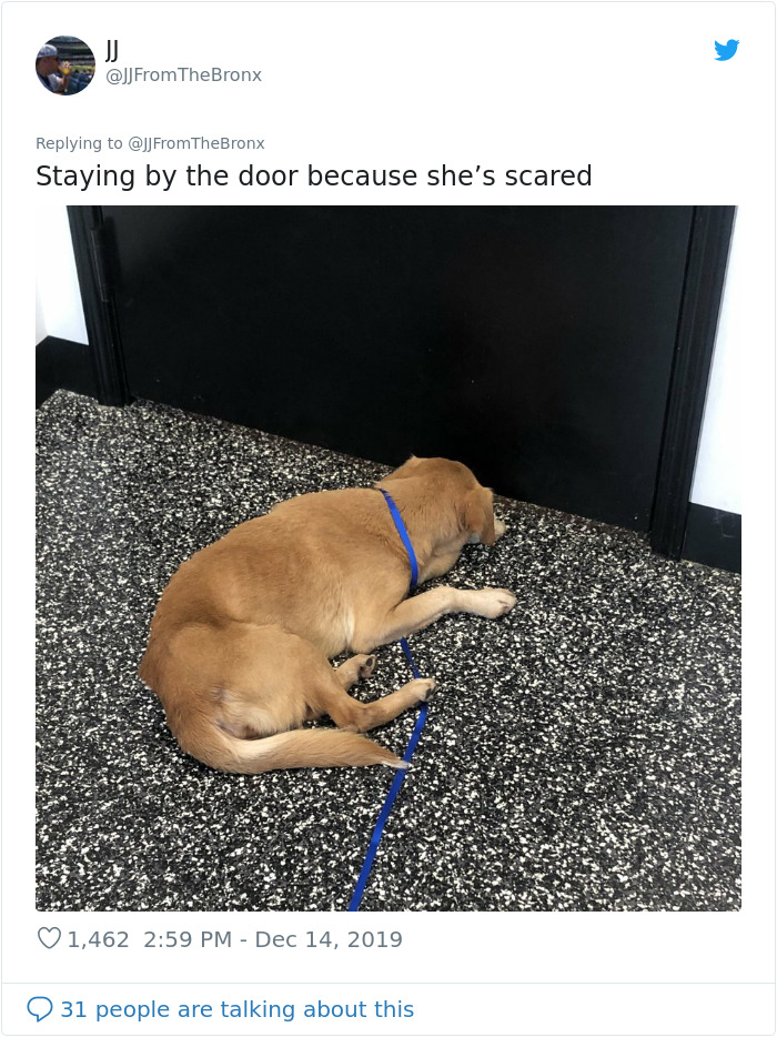 Guy Accidentally Leaves His Front Door Open, Gets 'Chosen' By A Stray Dog Who Walked In At Night Guy Accidentally Leaves His Front Door Open, Gets 'Chosen' By A Stray Dog Who Walked In At Night