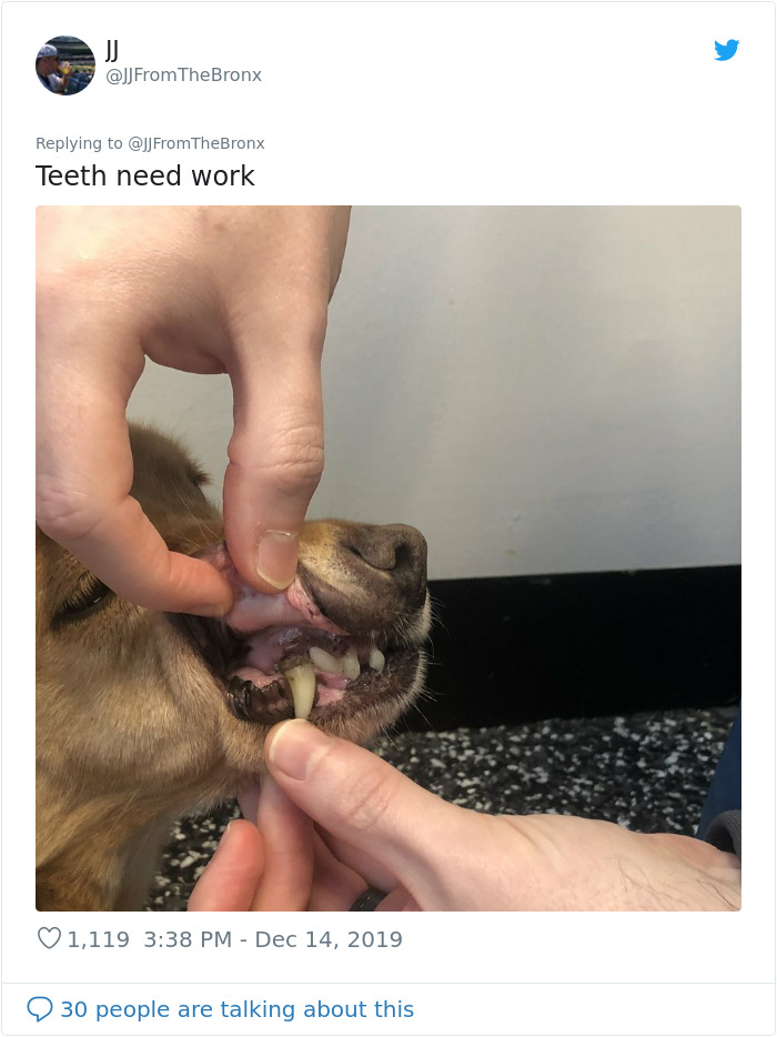 Guy Accidentally Leaves His Front Door Open, Gets 'Chosen' By A Stray Dog Who Walked In At Night Guy Accidentally Leaves His Front Door Open, Gets 'Chosen' By A Stray Dog Who Walked In At Night