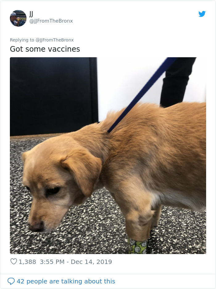 Guy Accidentally Leaves His Front Door Open, Gets 'Chosen' By A Stray Dog Who Walked In At Night Guy Accidentally Leaves His Front Door Open, Gets 'Chosen' By A Stray Dog Who Walked In At Night