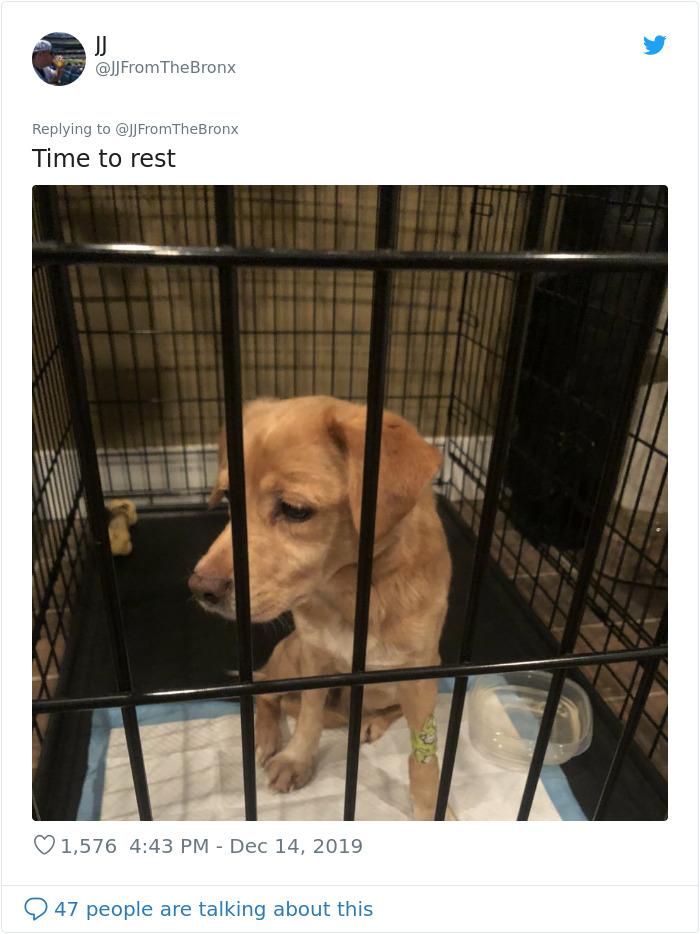 Guy Accidentally Leaves His Front Door Open, Gets 'Chosen' By A Stray Dog Who Walked In At Night