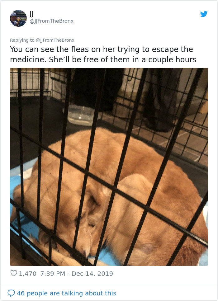 Guy Accidentally Leaves His Front Door Open, Gets 'Chosen' By A Stray Dog Who Walked In At Night Guy Accidentally Leaves His Front Door Open, Gets 'Chosen' By A Stray Dog Who Walked In At Night