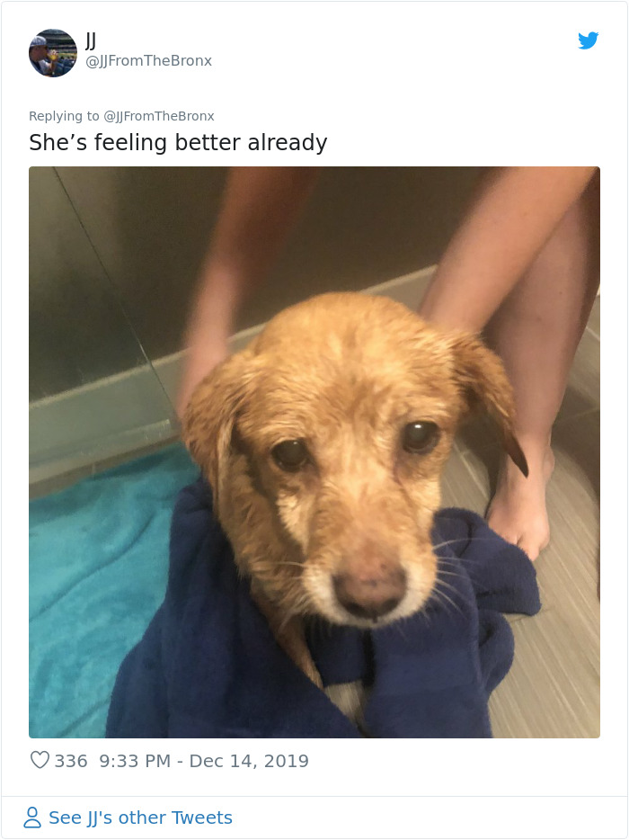 Guy Accidentally Leaves His Front Door Open, Gets 'Chosen' By A Stray Dog Who Walked In At Night