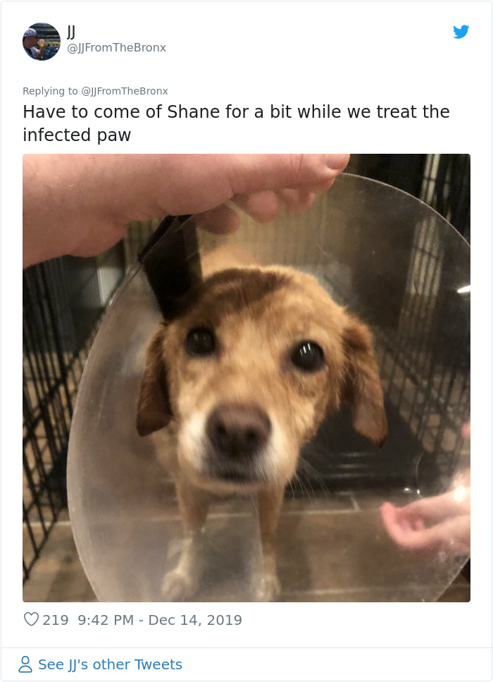 Guy Accidentally Leaves His Front Door Open, Gets 'Chosen' By A Stray Dog Who Walked In At Night Guy Accidentally Leaves His Front Door Open, Gets 'Chosen' By A Stray Dog Who Walked In At Night