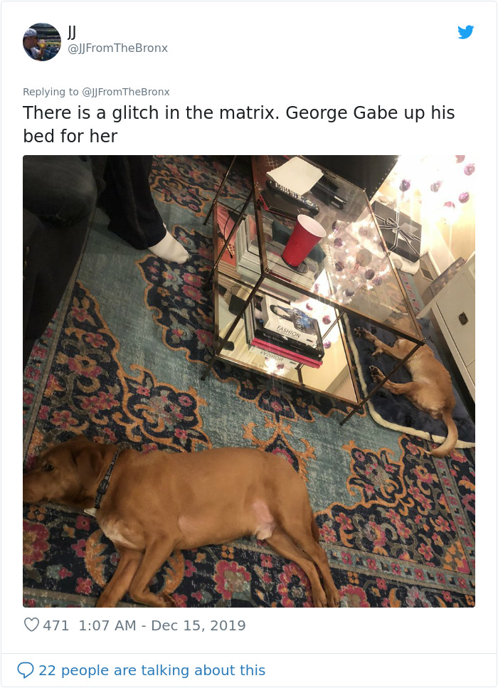 Guy Accidentally Leaves His Front Door Open, Gets 'Chosen' By A Stray Dog Who Walked In At Night Guy Accidentally Leaves His Front Door Open, Gets 'Chosen' By A Stray Dog Who Walked In At Night