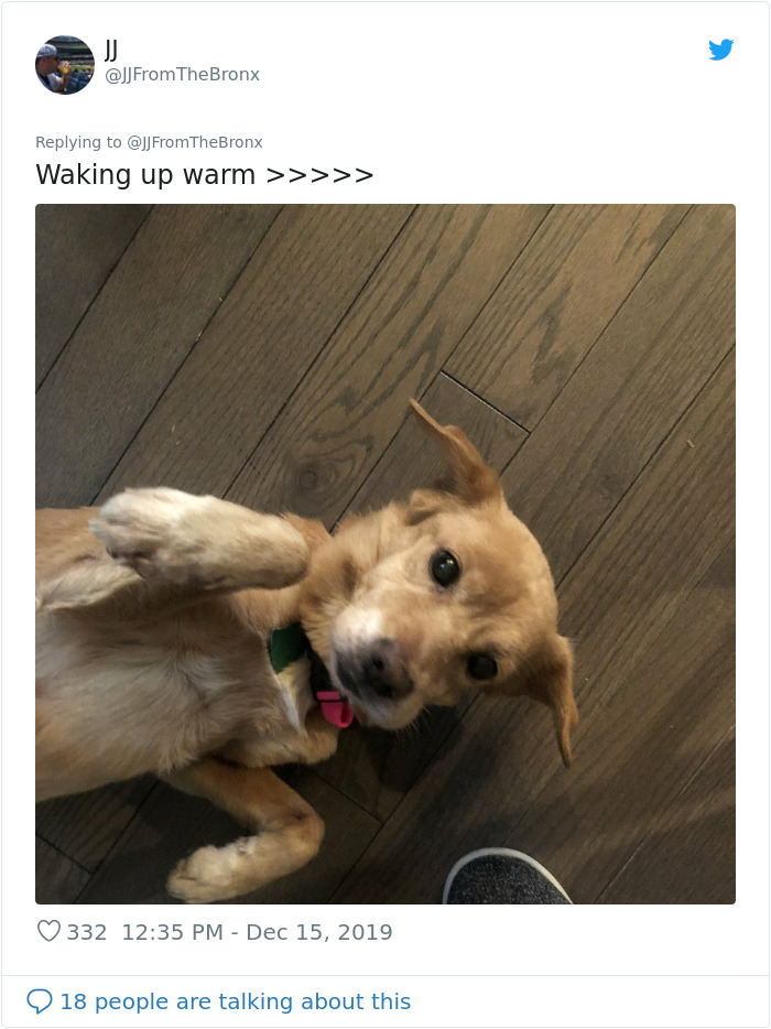 Guy Accidentally Leaves His Front Door Open, Gets 'Chosen' By A Stray Dog Who Walked In At Night Guy Accidentally Leaves His Front Door Open, Gets 'Chosen' By A Stray Dog Who Walked In At Night