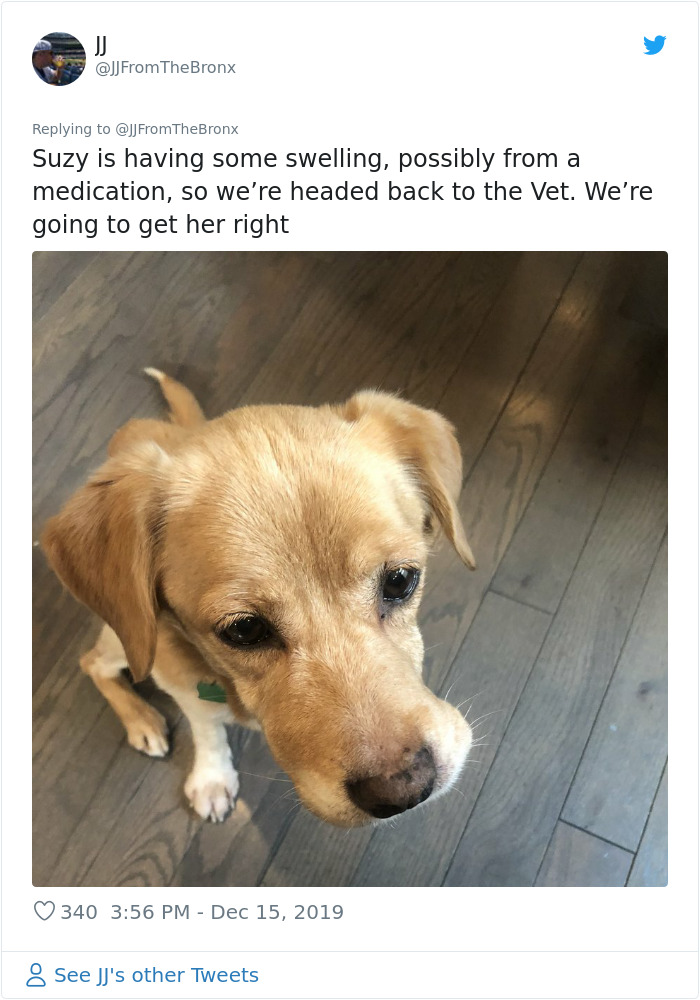 Guy Accidentally Leaves His Front Door Open, Gets 'Chosen' By A Stray Dog Who Walked In At Night Guy Accidentally Leaves His Front Door Open, Gets 'Chosen' By A Stray Dog Who Walked In At Night