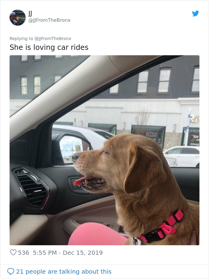 Guy Accidentally Leaves His Front Door Open, Gets 'Chosen' By A Stray Dog Who Walked In At Night Guy Accidentally Leaves His Front Door Open, Gets 'Chosen' By A Stray Dog Who Walked In At Night