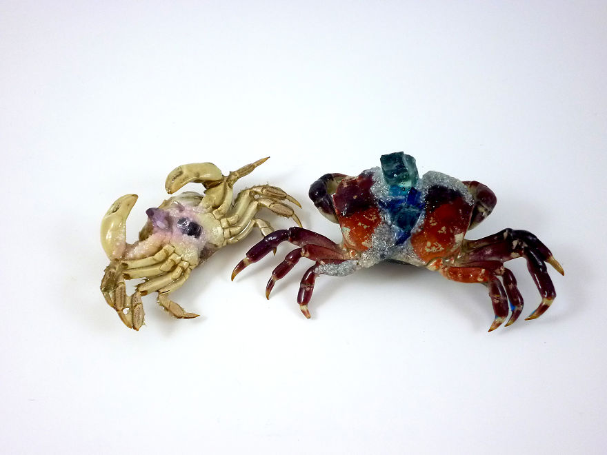 I Turn Creepy Crabs Into Jewels