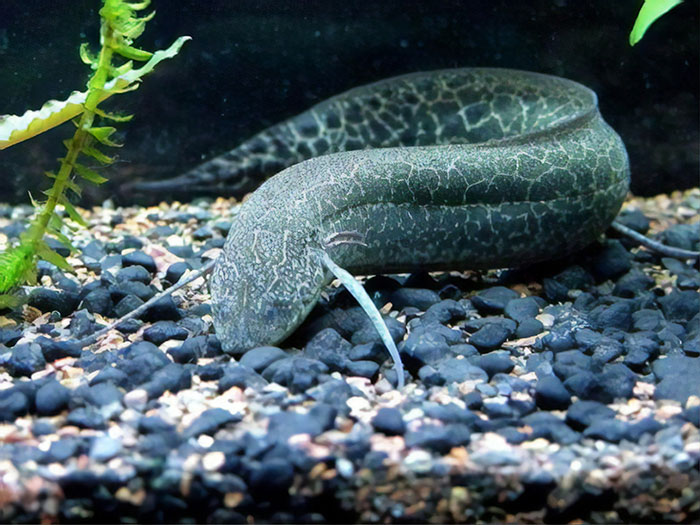 People Share Mindblowing Pairs Of Animals That Look Similar But Are Genetically Incompatible People Share Mindblowing Pairs Of Animals That Look Similar But Are Genetically Incompatible