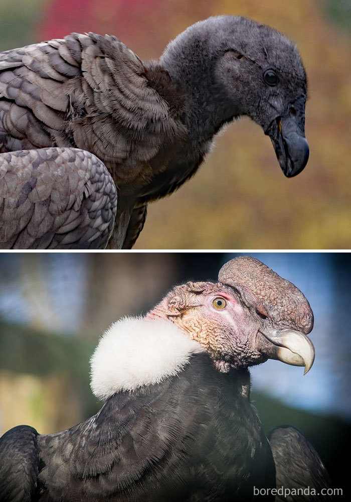Andean Condor
