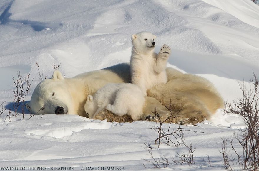 I Photographed Amazing Polar Bears And Cubs In The Wild