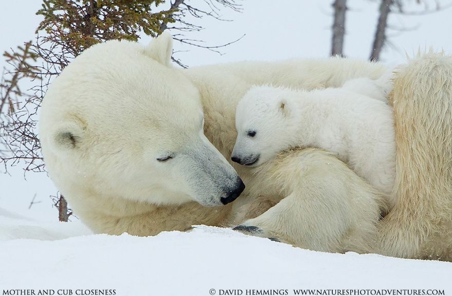 I Photographed Amazing Polar Bears And Cubs In The Wild