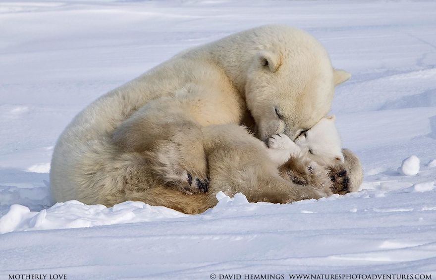 I Photographed Amazing Polar Bears And Cubs In The Wild I Photographed Amazing Polar Bears And Cubs In The Wild