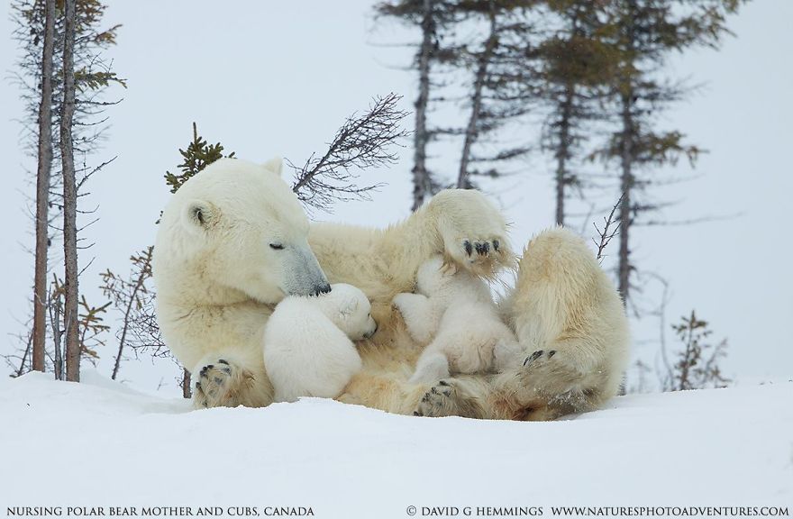 I Photographed Amazing Polar Bears And Cubs In The Wild I Photographed Amazing Polar Bears And Cubs In The Wild