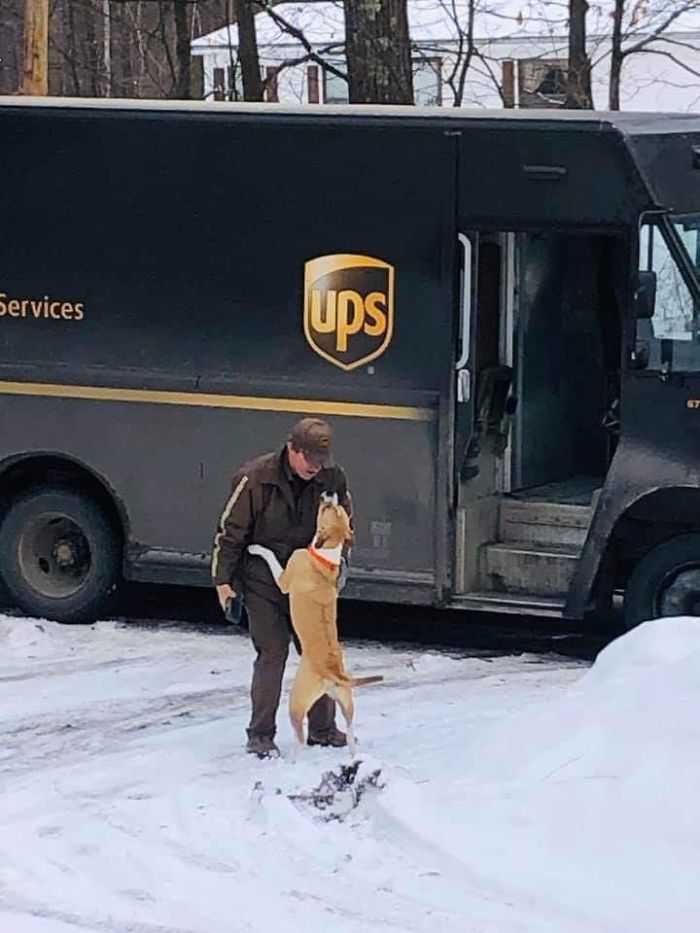 UPS-Drivers-Meets-Animals-Dogs