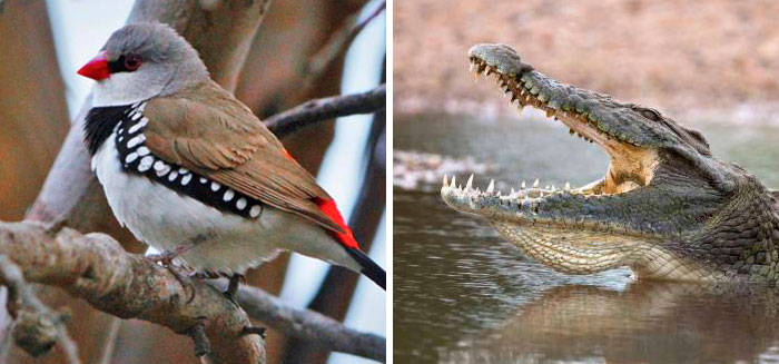 People Share Mindblowing Pairs Of Animals That Look Similar But Are Genetically Incompatible People Share Mindblowing Pairs Of Animals That Look Similar But Are Genetically Incompatible