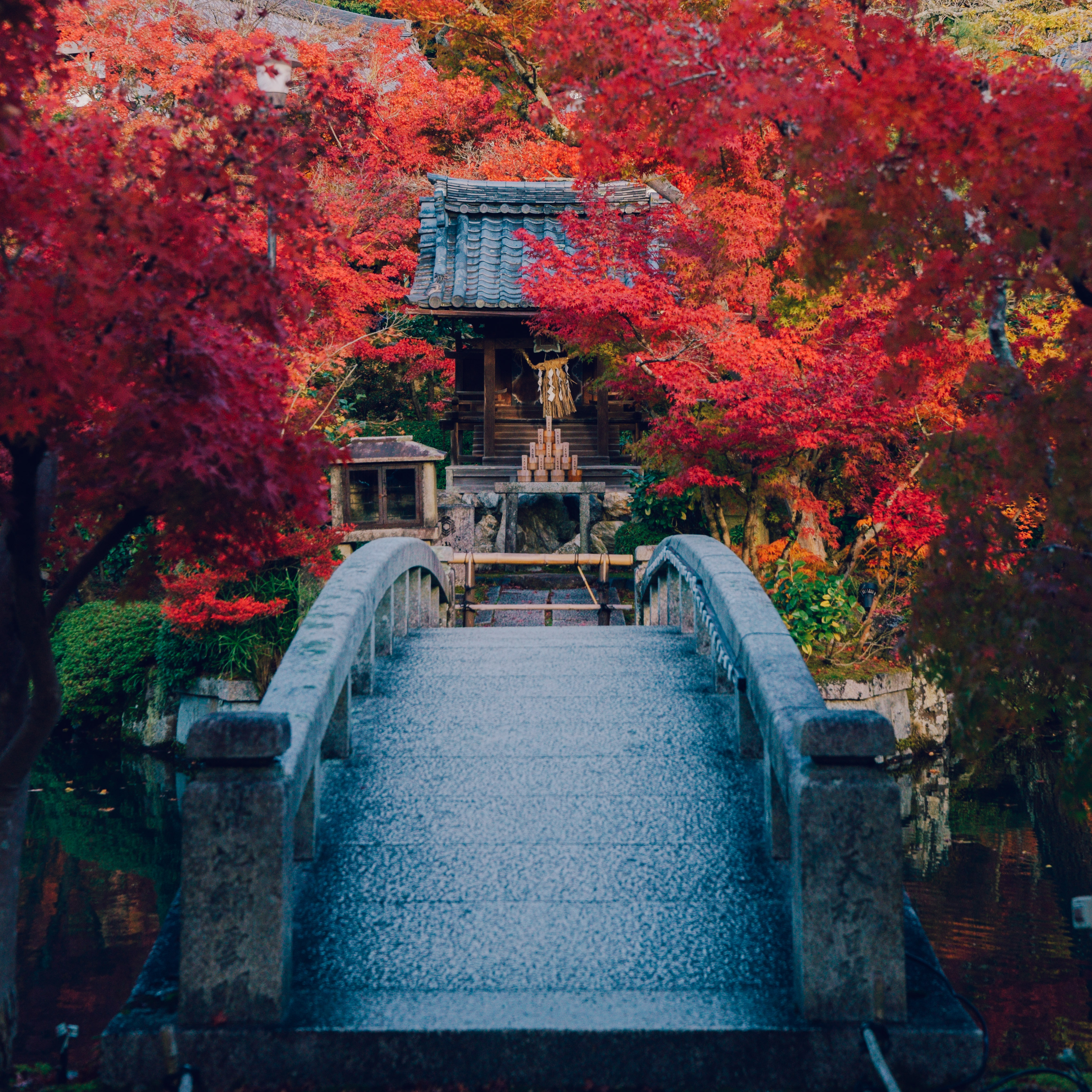 I Photograph The Amazing Autumn Colors Of Kyoto