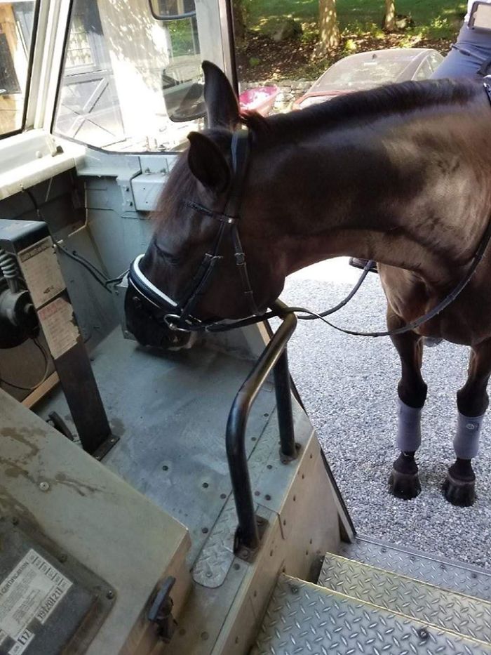 UPS-Drivers-Meets-Animals-Dogs