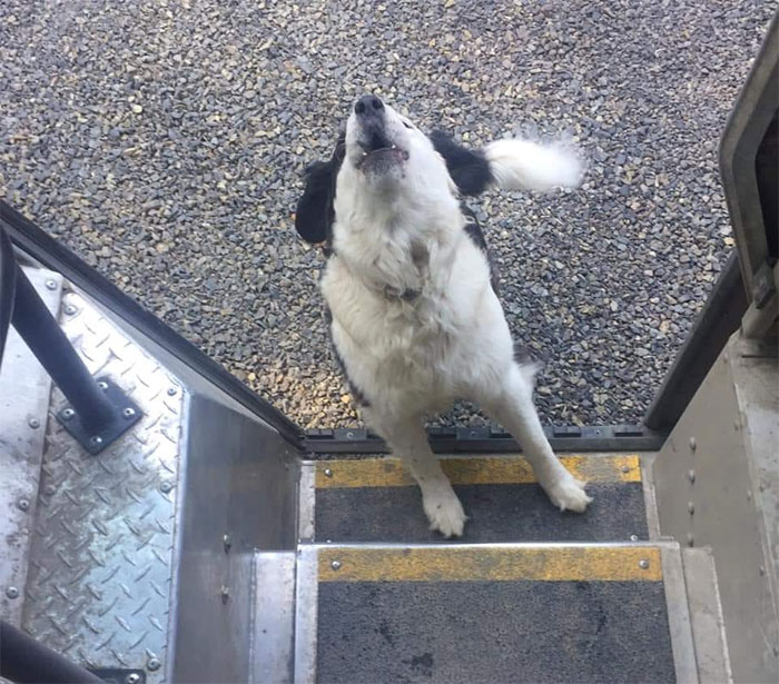 UPS-Drivers-Meets-Animals-Dogs