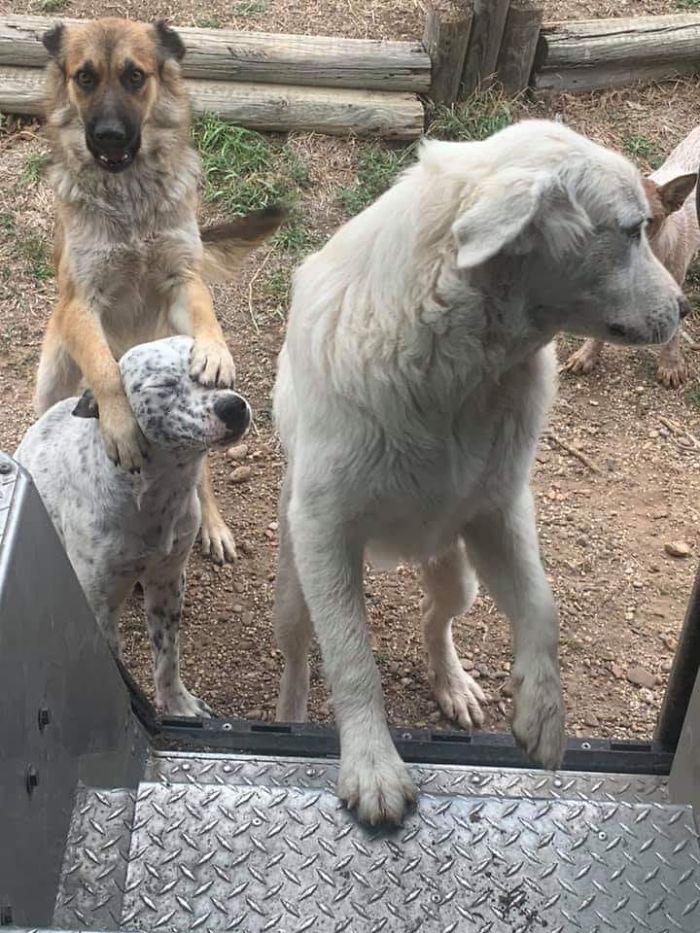 UPS-Drivers-Meets-Animals-Dogs