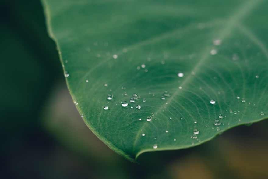 Drops And Leaf