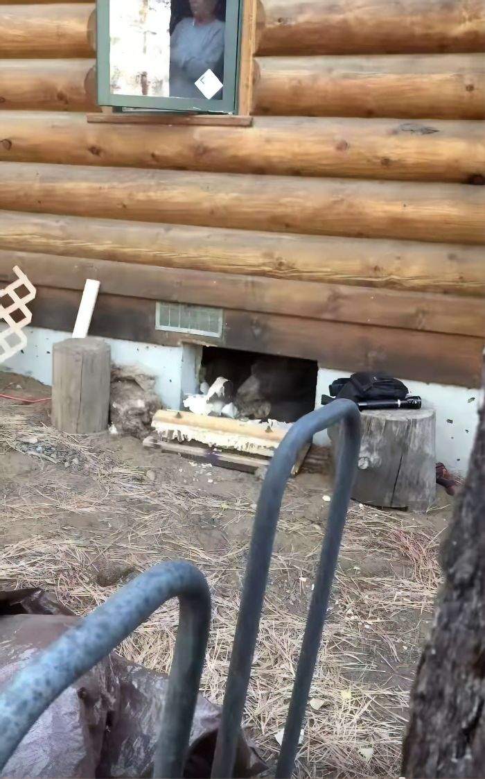 This Family Was Shocked To Find That A Giant Bear Has Moved In Under Their House