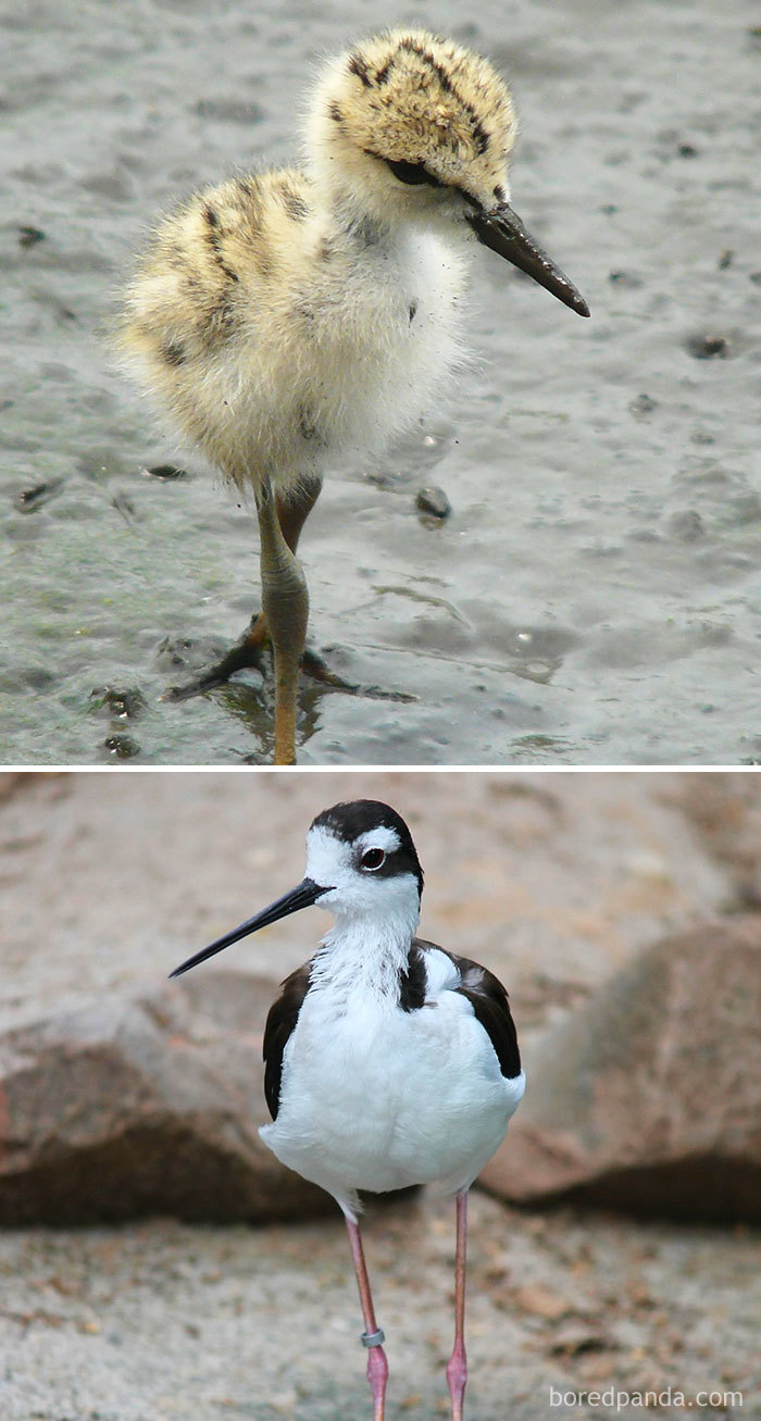 Black-Winged Stilt