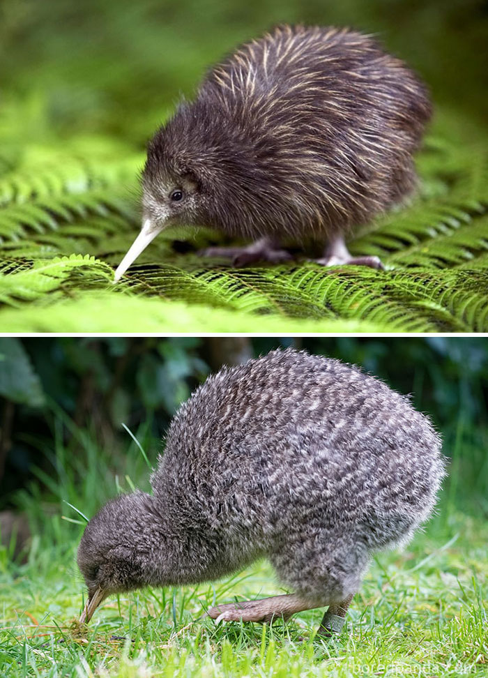 Kiwi