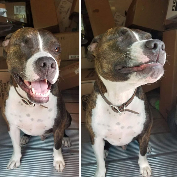 UPS-Drivers-Meets-Animals-Dogs