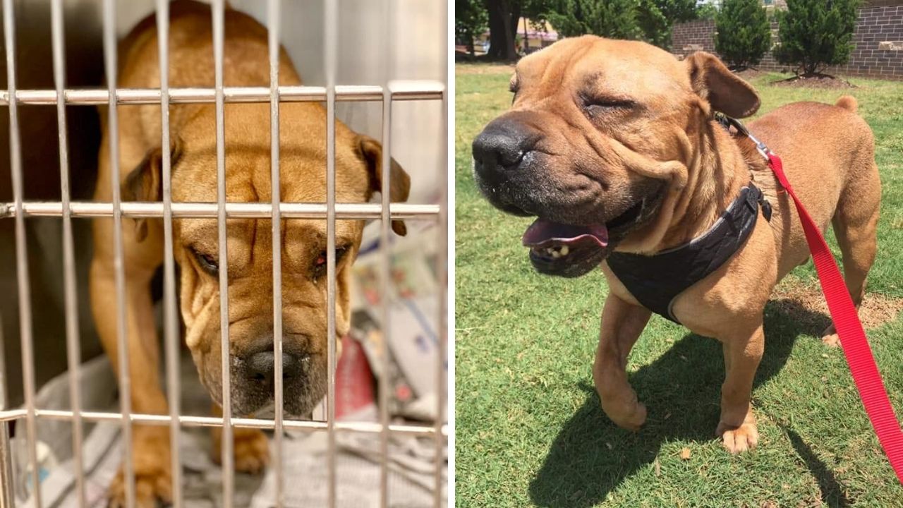 I Fostered 6 Rescue Dogs And They All Live Happily Ever After