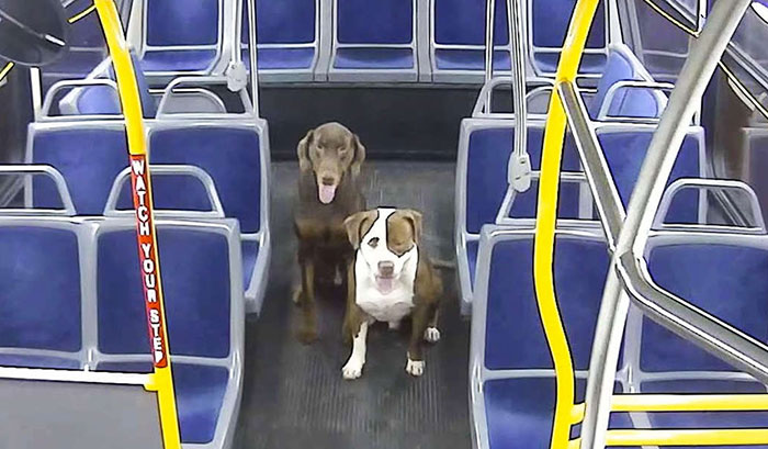This Bus Driver Notices 2 Lost Dogs On The Roadside, Helps Them Make It Home For The Holidays This Bus Driver Notices 2 Lost Dogs On The Roadside, Helps Them Make It Home For The Holidays